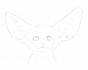 Фенек рисунок поэтапно