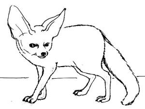 Как нарисовать Фенека