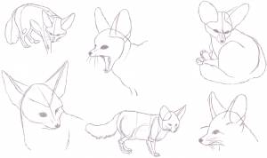 Фенек рисунок поэтапно