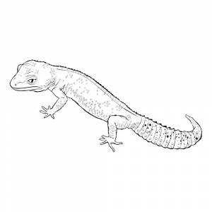 Раскраска Геккон