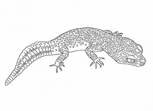 Раскраска ящерка