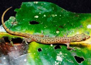 В Таиланде открыли геккона леопардовой расцветки