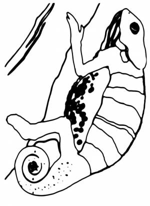 Раскраски геккон, Раскраска Геккон