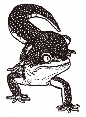 Леопардовый геккон