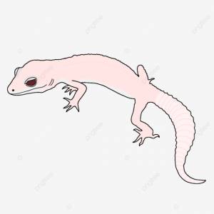 Diablo Blanco леопардовый геккон Morph PNG , леопардовые гекконы, геккон морф, геккон диабло бланко PNG картинки и пнг PSD рисунок для й загрузки