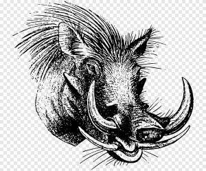 обыкновенный бородавочник png