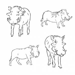 Черно-белый векторный рисунок лица бородавочника