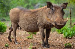 Фото Бородавочник, более 1 000 качественных бесплатных стоковых фото