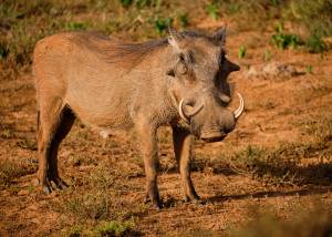 Радио Африка»