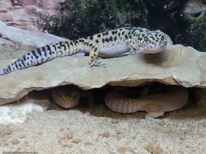 Леопардовый геккон