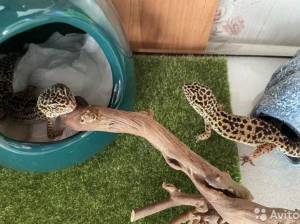 Ёж-пигмей, леопардовый геккон, чйская белка