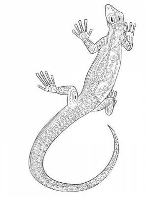 Ящерица рисунок для раскрашивания
