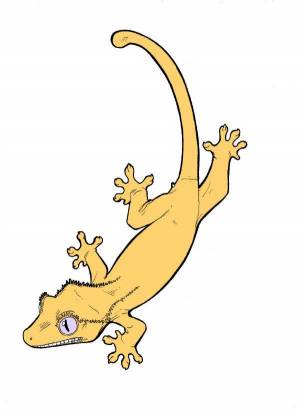 Реснитчатые бананоеды