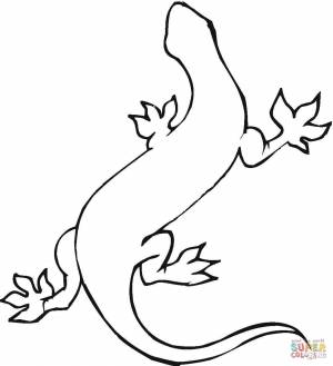 Раскраска Геккон