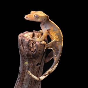 Бананоед Реснитчатый Harlequin Tricolor