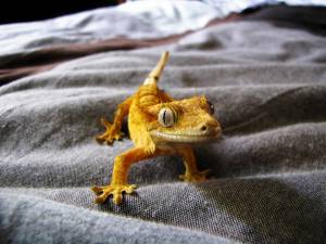 Ресничный геккон-бананоед