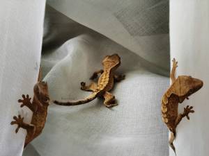 Перецвет гекконов Бананоедов