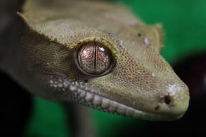 Новокаледонский реснитчатый геккон бананоед в антикафе Жучки паучки