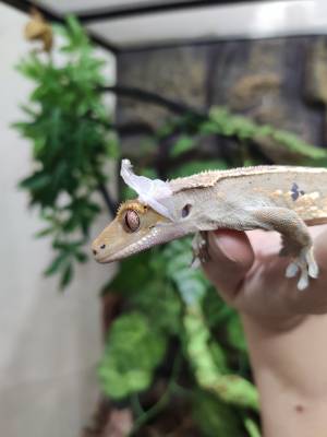 Содержание реснитчатого геккона-бананоеда