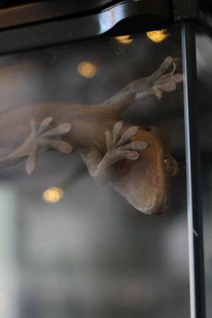 Новокаледонский реснитчатый геккон бананоед в антикафе Жучки паучки