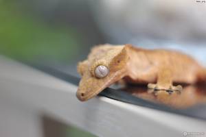 Реснитчатый бананоед