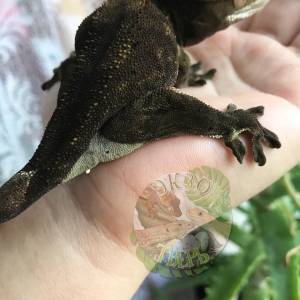 Содержание реснитчатого геккона-бананоеда