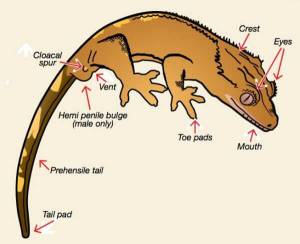 Анатомия бананоеда с головы до ног