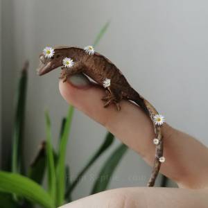 Перецвет гекконов Бананоедов