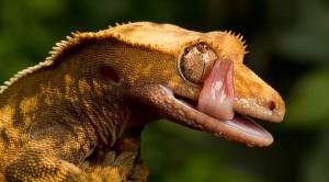 Реснитчатый геккон бананоед