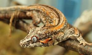 Ушастый бананоед