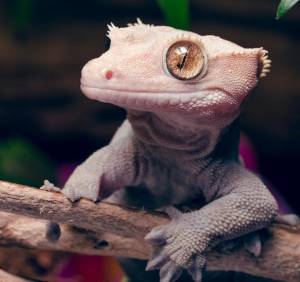 Реснитчатый бананоед