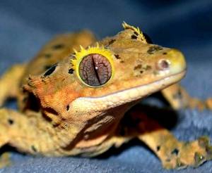 Реснитчатый бананоед