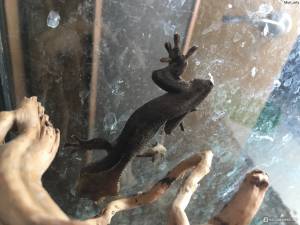 Реснитчатый бананоед