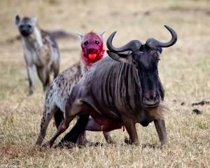 Боевая раскраска