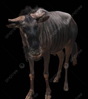 Африканское антилопа гну PNG , Африканская антилопа гну, животное, Берегите животных PNG рисунок для й загрузки