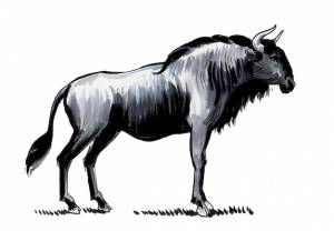 Африканская антилопа гну