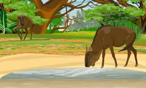 Антилопы гну пьют из озера копытные африки на водопое дикая жизнь африки