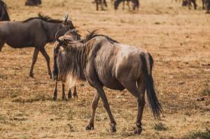 Гнус  антилопа гну в африканской саванне