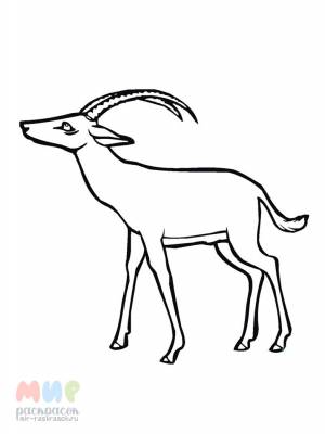 Раскраска Антилопа Гну