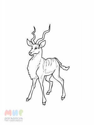 Раскраска Антилопа Гну