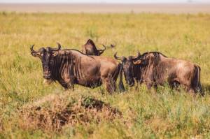 Антилопа гну стоит на поле