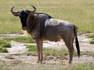 АНТИЛОПА ГНУ