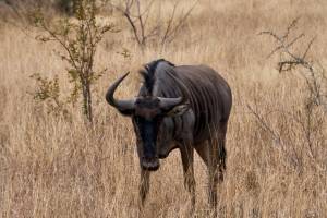 Антилопа гну арт