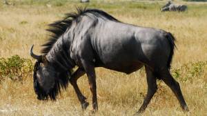 Антилопа гну арт