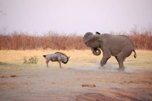 Антилопы гну