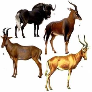 ВЕК МЛЕКОПИТАЮЩИХ