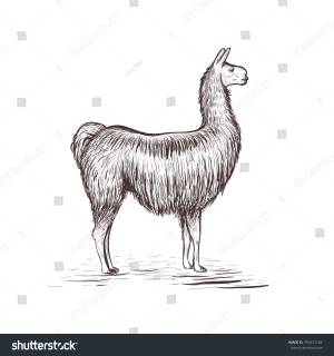 Lama Sketch Vector Illustration Lama Hand