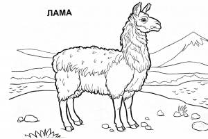 Раскраски животные америки