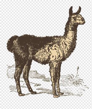 Llama Goat Sheep, ручная роспись козьего материала, Акварельная живопись, нарисованная, животные png