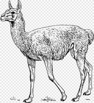 Гуанако Альпака Лама, Лхама, млекопитающее, другие png